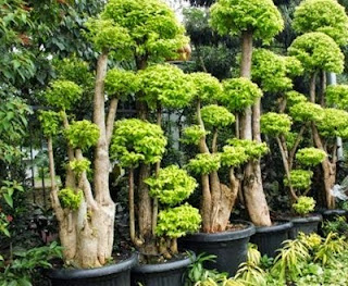 http://mulyaasritaman.blogspot.com/2015/05/tukang-bonsai-taman-pohon-bonsai-anting.html