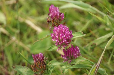 Rode Klaver - Reade Klaver - Trifolium pratense