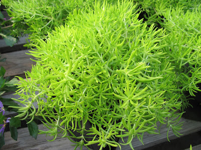 Lemon Coral Sedum care and culture