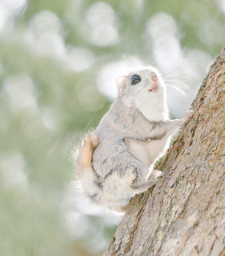 white cute squirrel