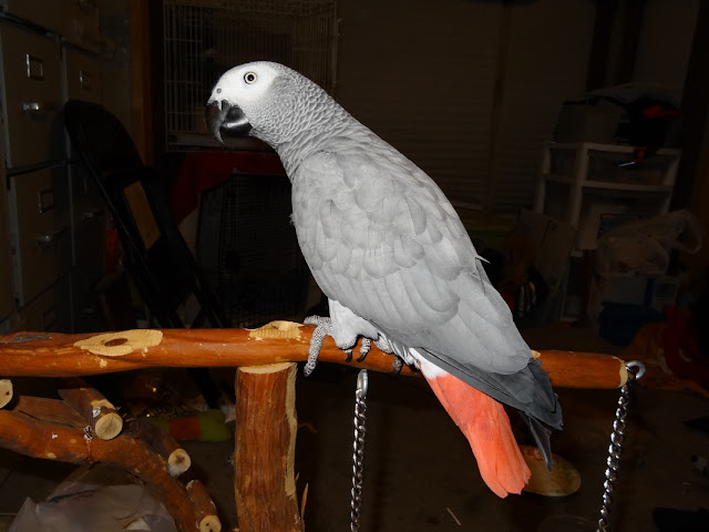 Bird African Grey