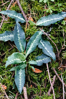 Rattlesnake Plantain