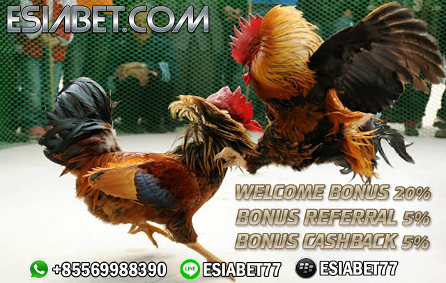 Menang Cepat Main Judi Sabung Ayam Online 2019