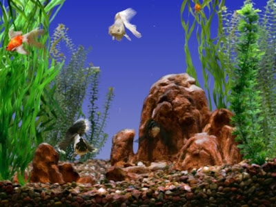 goldfish tank size. Goldfish Aquarium Screensaver