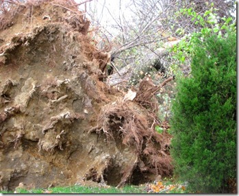 root ball (640x480)