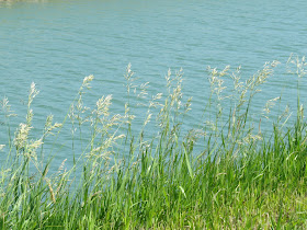 grass against water
