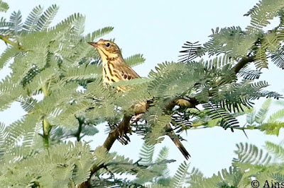 "Tree Pipit - Anthus trivialis, perched in a bush."