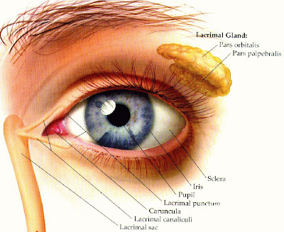 Correct Vision Laser : Premature Ejaculation Tips   Fast Relief