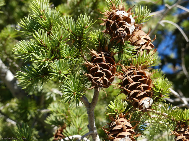 31: fir looking thing with cones with fringes