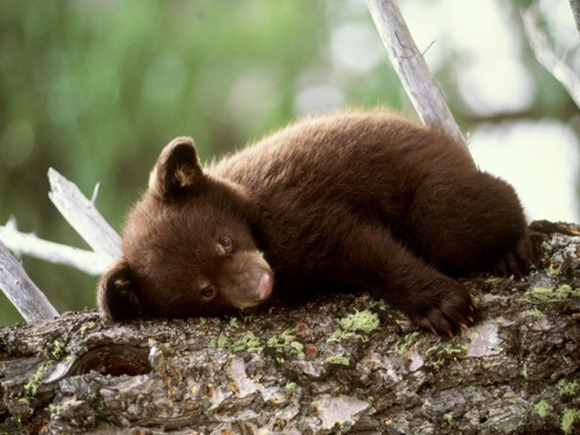 baby-bear-08