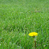 Dente di leone - Dandelion