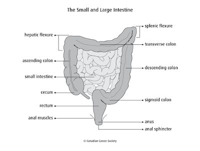 Large intestine structure | Large intestine diagram | Large intestine diagram labeled