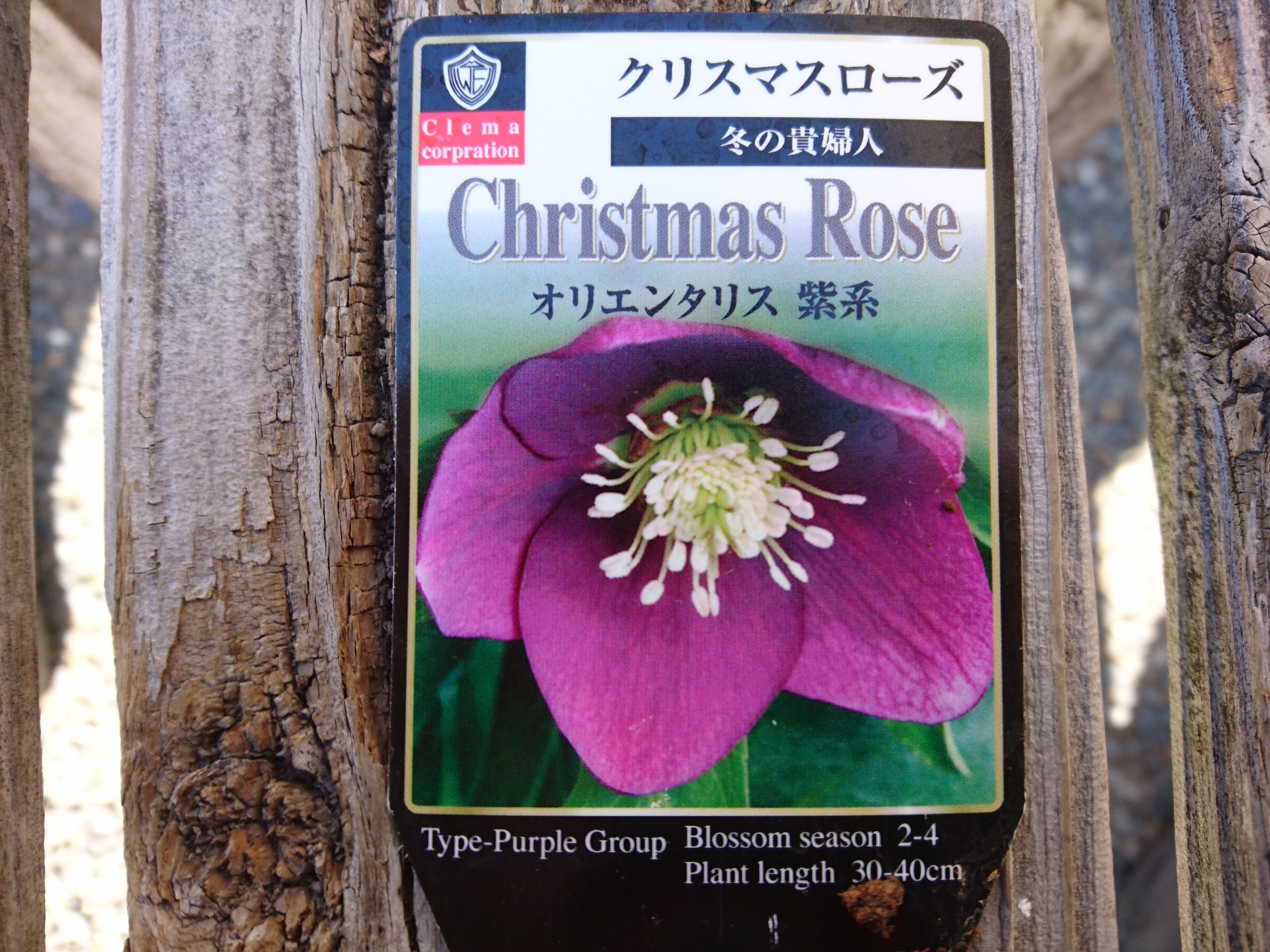 クリスマスローズの育て方 小さい苗を植え付けて 美しい花が咲くまで栽培 メダカの大工
