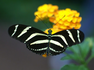 Heliconius charithonia