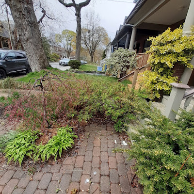 Toronto Riverdale Front Garden Spring Cleanup Before by Paul Jung Gardening Services--a Toronto Organic Gardener