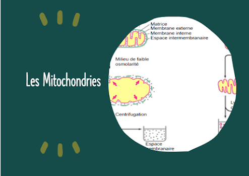 mitochondrie, atp , muscle , adn , comment, cours , tp , td