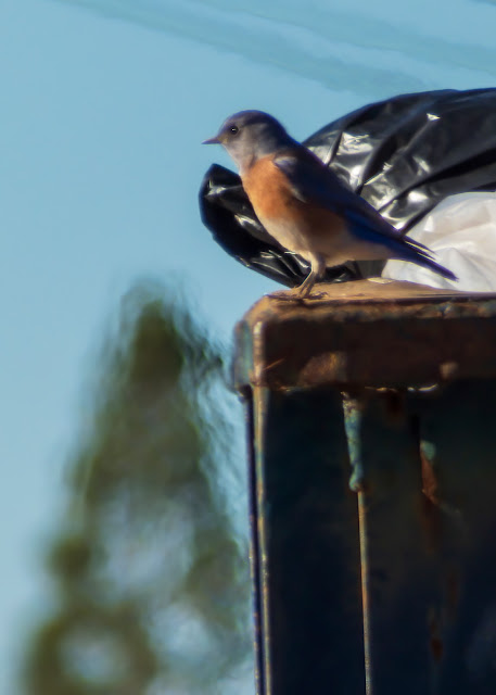 Western Bluebird at Apple Hill Placerville California