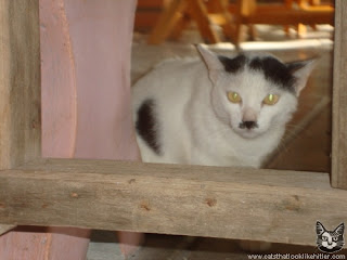 foto kucing dengan wajah mirip Adolf Hitler 04