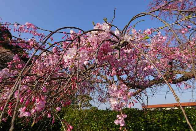 鳥取県米子市西町　港山公園　桜