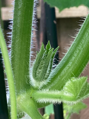 Picture of a close-up of a hairy plant stem and a flower bud