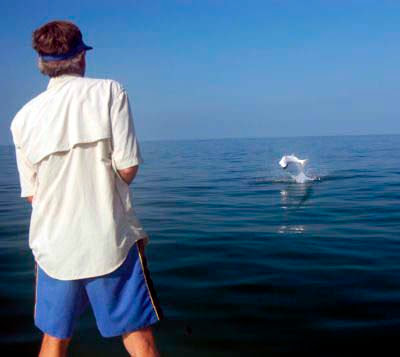 jumping tarpon