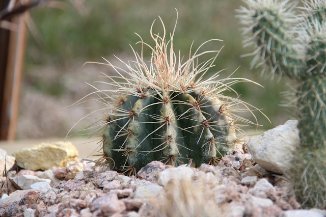 rotting cactus