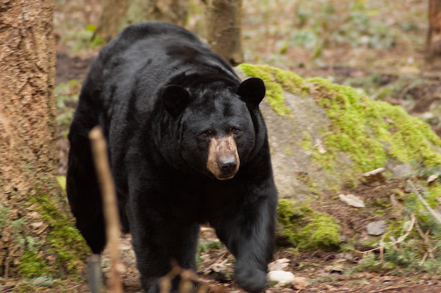 American Black Bear