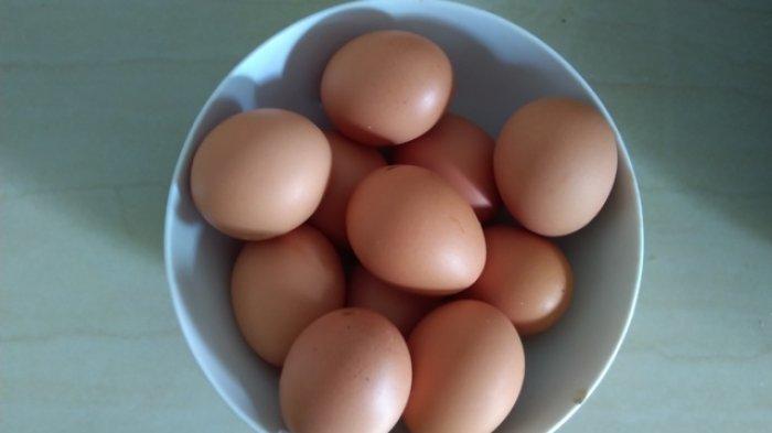 Mengapa Telur Ayam Tidak Pecah Ketika Diduduki Induknya? Belajar Sampai Mati, belajarsampaimati.com, hoeda manis