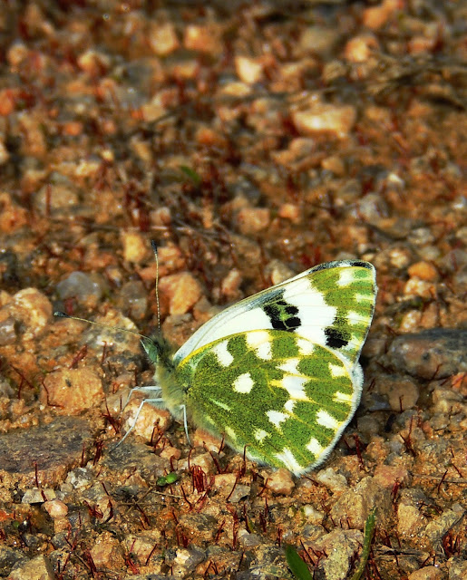 Pontia daplicice en as Gándaras de Budiño