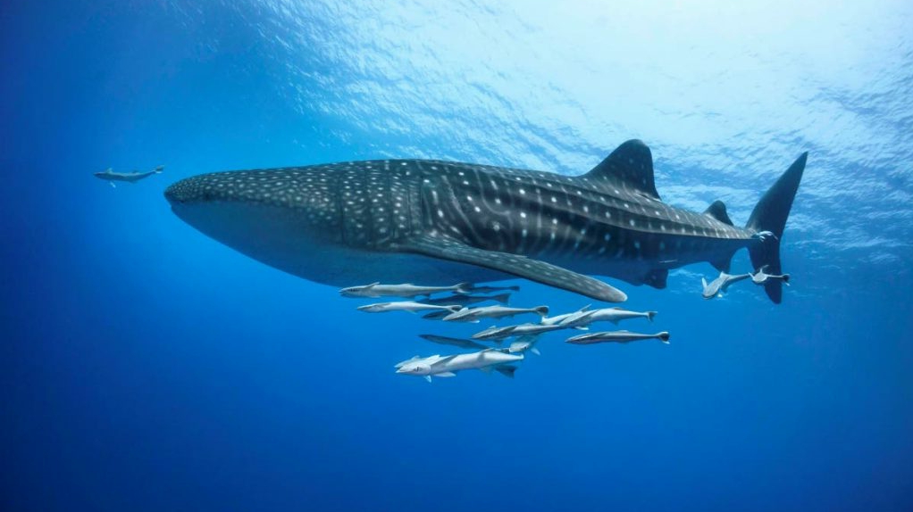 Menjelajahi Kehidupan di Bawah Laut 10 Ikan Terbesar di Dunia yang Menakjubkan