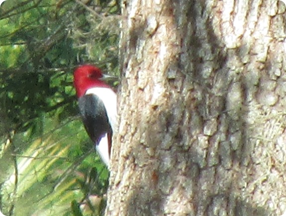 7 Red-headed Woodpecker, Melanerpes erythrocephalus