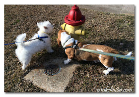 Westie and Basset sniffing fire hydrant