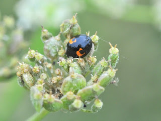 Two-spot ladybird