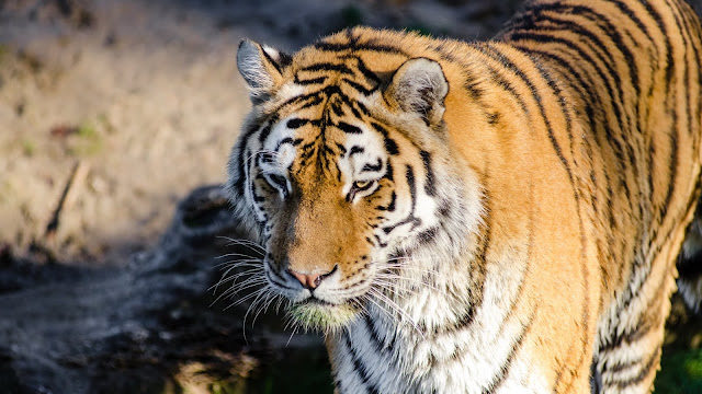 Siberian Tiger at Zoo HD Wallpaper