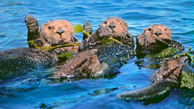 Sea Otter - Nutria Marina