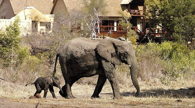 Elephant Plains Lodge