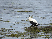 Eider