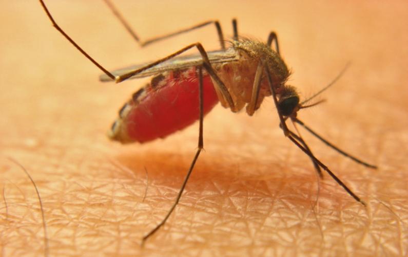 Mengapa Gigitan Nyamuk Menimbulkan Gatal dan Bentol?