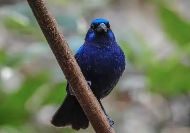 Top 10 Types Of Blue Birds