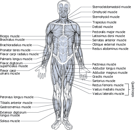 digestive system diagram labeled. human skeleton labeled.