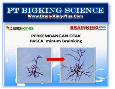 Brainking Untuk FUngsi Otak, Brainking Meningkatkan Fungsi Otak, Brainking Plus Untuk Saraf Otak, Pasca Minum Brainking, Perkembangan Otak Pasca Minum Brainking, Jual Beli Brainking, Jual Brain King Indonesia, Brainking Plus For All Desease