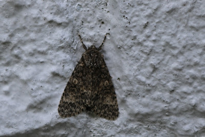 Schilddrager - Skylddrager - Subacronicta megacephala