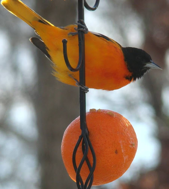 Orange Bird Feeder