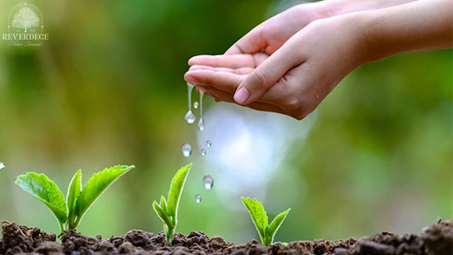1. Riego adecuado Durante los primeros meses, riega al menos dos veces por semana. Ajusta la cantidad según el clima y tipo de suelo. 2. Podas de formación Elimina ramas secas o dañadas para fortalecer el crecimiento. Evita podas agresivas en los primeros años