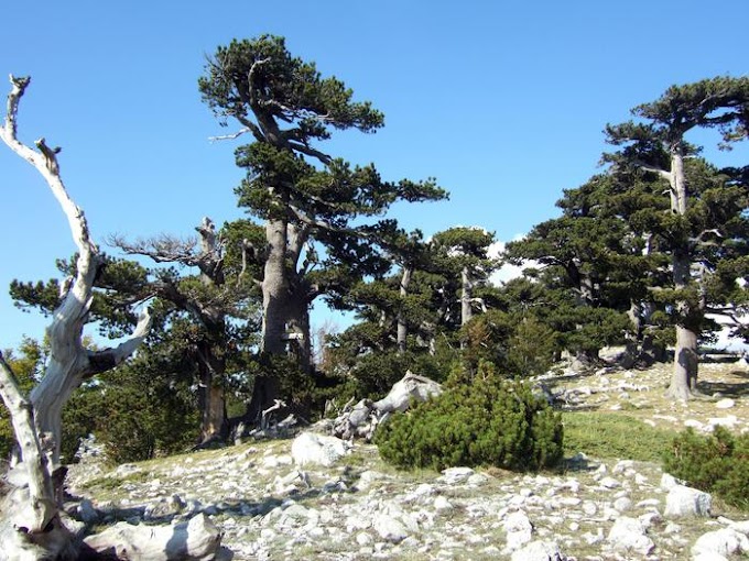 E' nel Parco Nazionale del Pollino l'albero più vecchio d'Europa