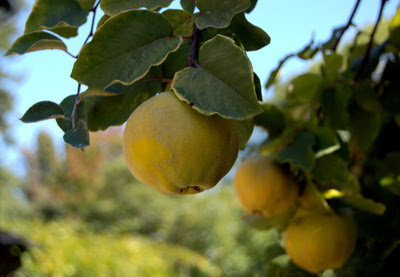 Photo of three quinces growing on tree in my neighbors' yard