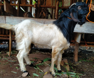 Akad jual beli kambing aqiqah