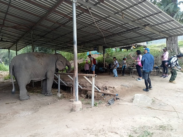 mae wang elephant camp