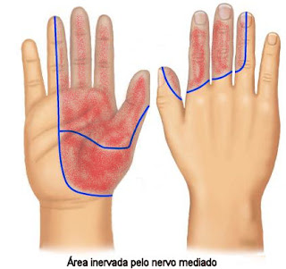 Síndrome do túnel do carpo - Anatomia do nervo mediano