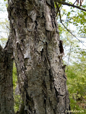 Липа амурская (Tilia amurensis)